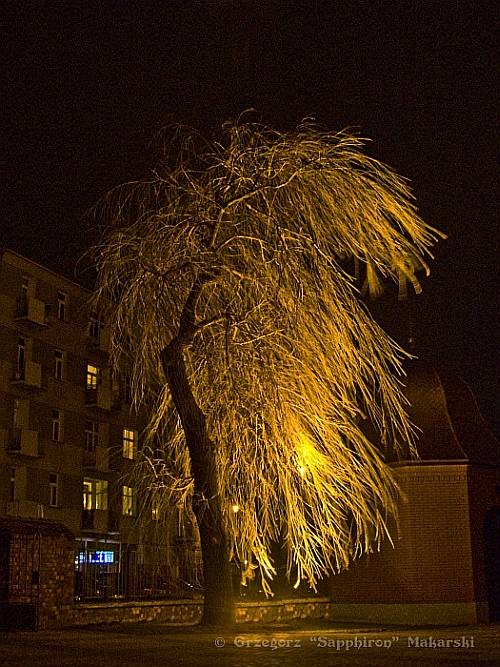 Drzewo wiatoci