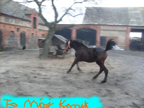 to konik emila 