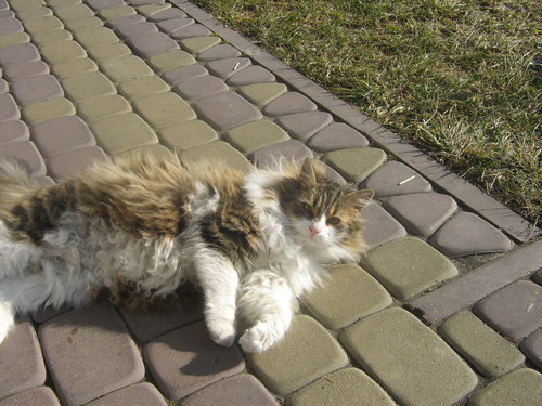 kotek