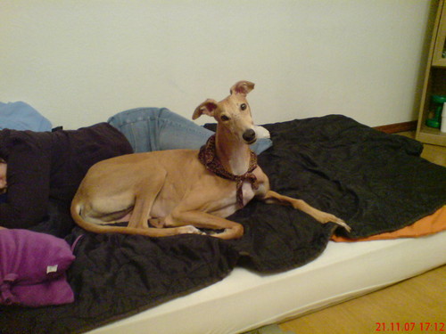 Galgo