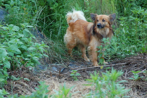 Junior