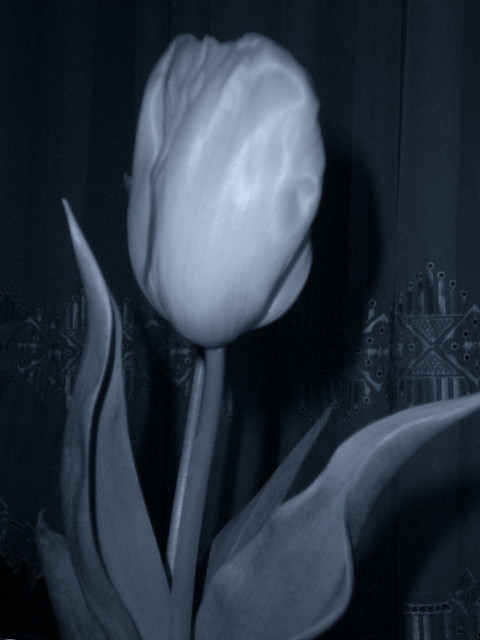 tulipan