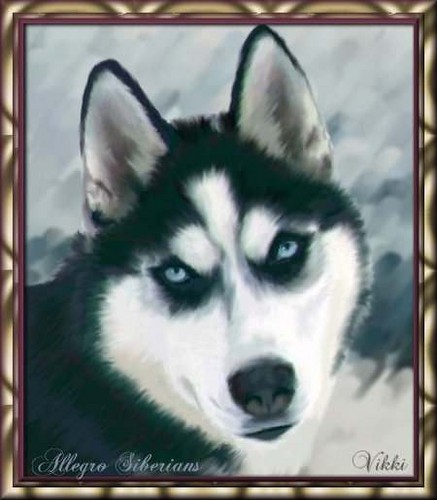 Husky