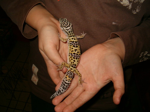 Mj gek 4