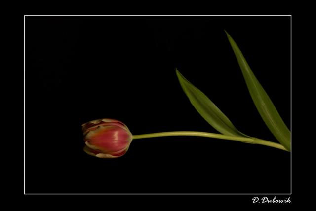 flower [PE]