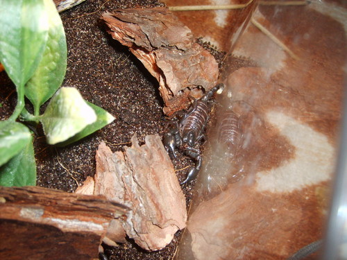 Pandinus Imperator