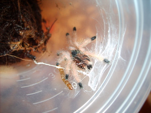 Avicularia Metallica