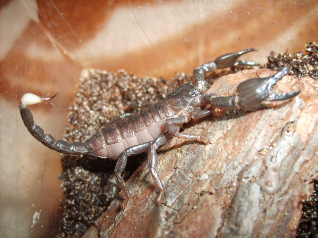 Pandinus Imperator