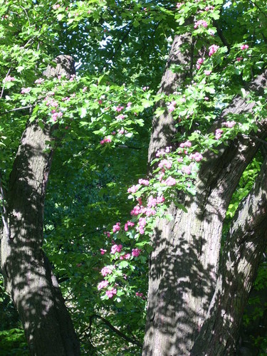 Parki - Park rdliska I (2)