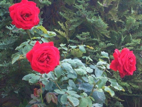 Garden of love