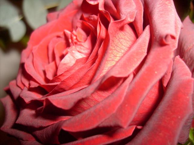 rose
