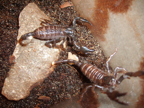 Pandinus Imperator