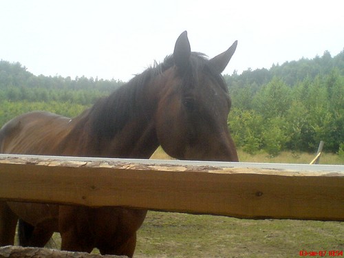 adny nie