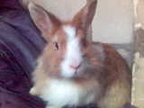 Moj Kochany Kroliczek