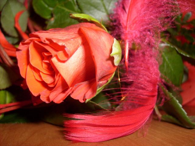 rose 2