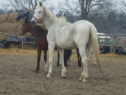 Wpis gniada1995