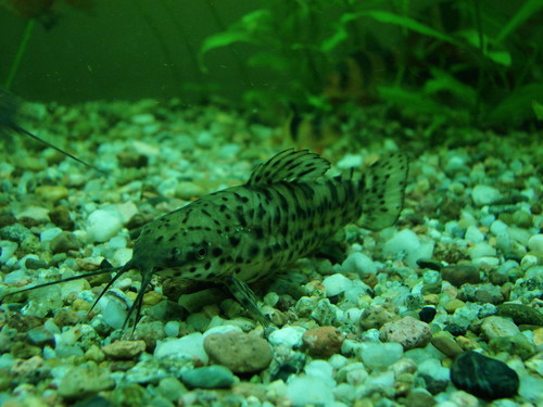 Wpis maalgosia