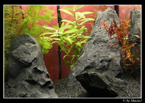 Iwagumi - nature style!