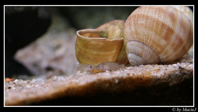 Telmatochromis Temporalis Shell