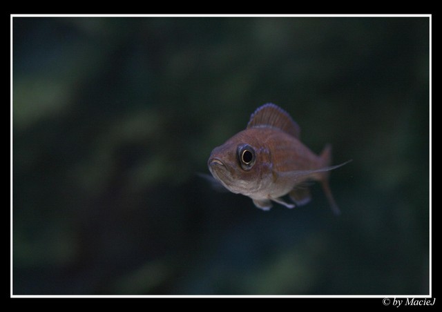 Paracyprichromis Nigripinnis