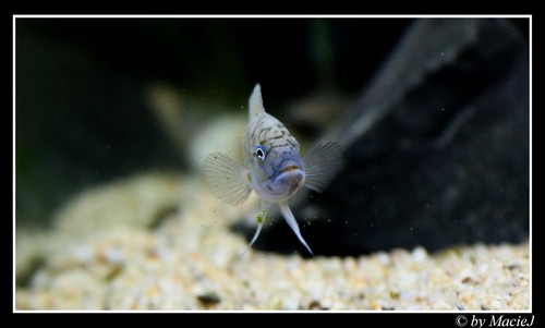'Machajcy' Telmatochromis T.S.