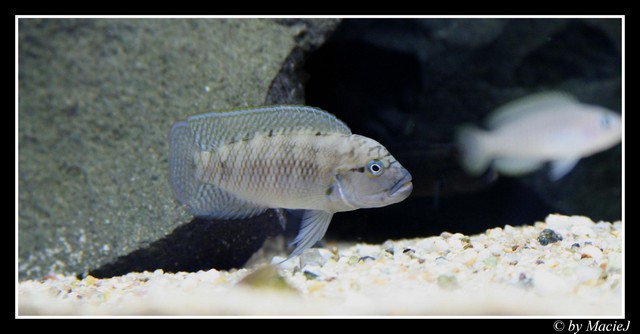 Samczyk Telmtochromis T.S.