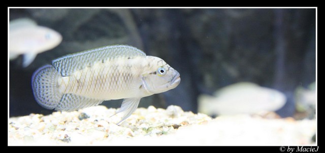 Samczyk Telmtochromis T.S.