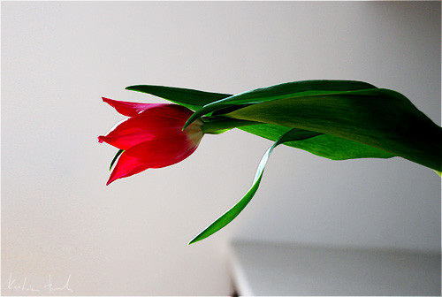 tulipan