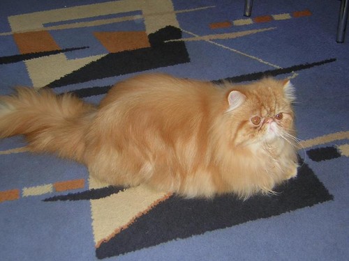 Kiciu
