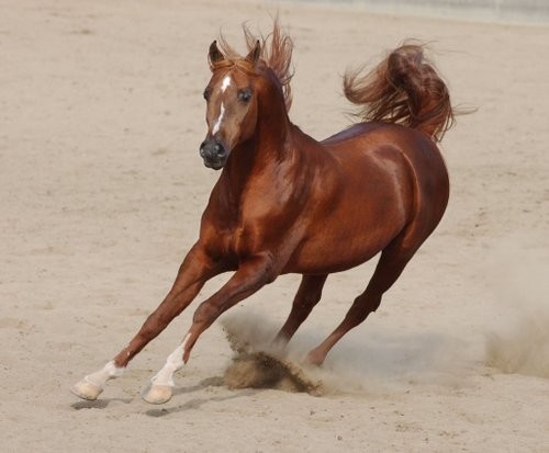 KoNiK