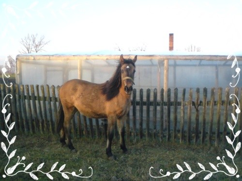 konik
