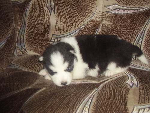 :*:*:*moj kochany:*:*