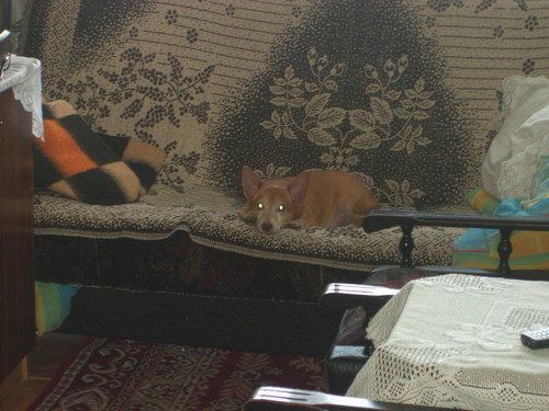 Moj piesek