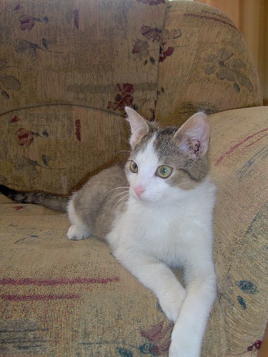 mikoaj