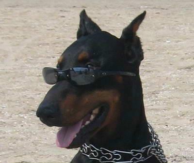 PIES ZIOM :D