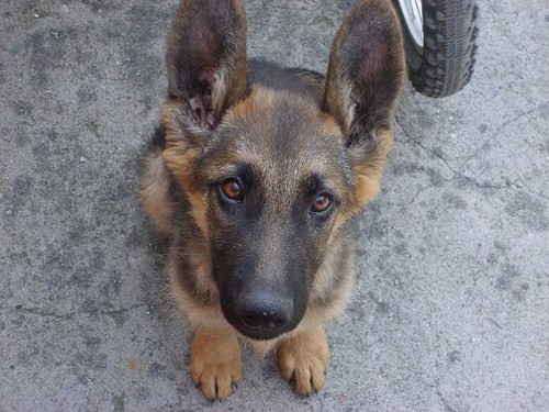 Szagi