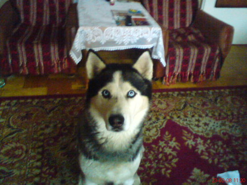 moj pies