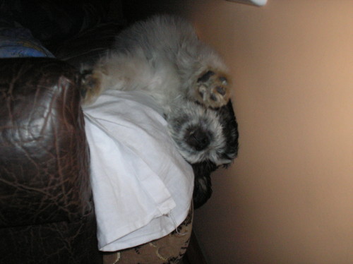 picy piesek:)