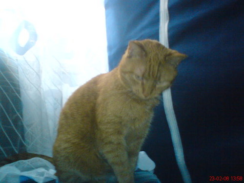 kotek