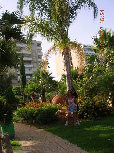 aleja palm