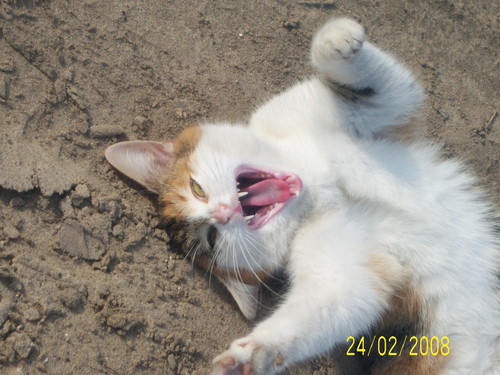 ^^Kotecek^^