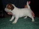 Mj piesio (jack russell terier)