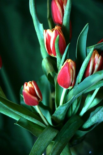 tulipany