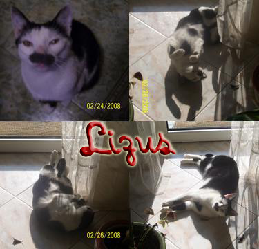 Lizus