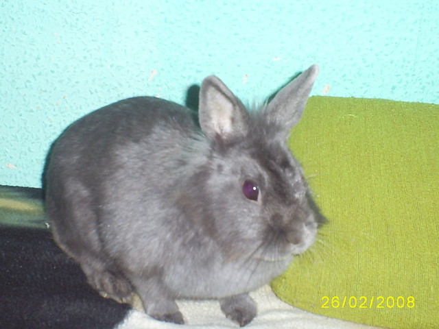 MILUSIA