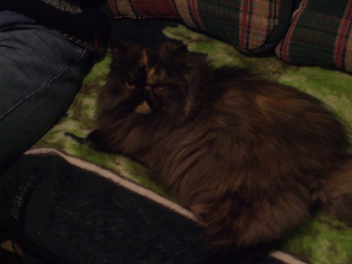 kinga