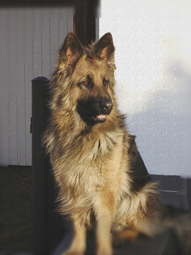 Korusia