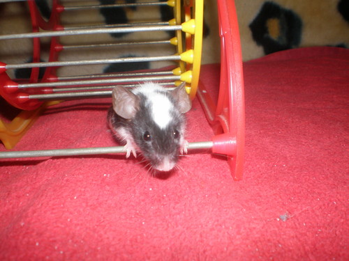 My mouse... Cool?