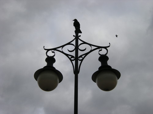 Crow