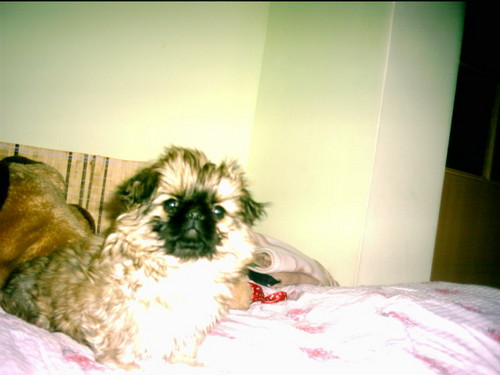 Fibi